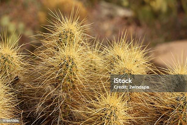 Kaktus Złoty Jeż - zdjęcia stockowe i więcej obrazów Bez ludzi - Bez ludzi, Cierń, Dzień