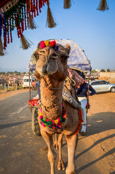 istock Camel Cart at Pushkar Camel Fair (Pushkar Mela) in Pushkar, Rajasthan, India 1178444401