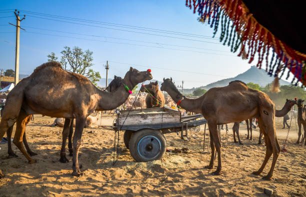 istock Camels at Pushkar Camel Fair (Pushkar Mela) in Pushkar, Rajasthan, India 1178444402