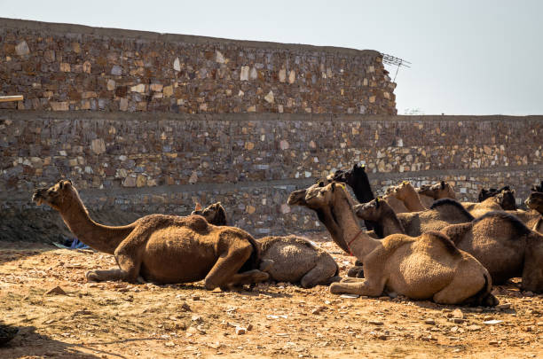 Camels at Pushkar Camel Fair (Pushkar Mela) in Pushkar, Rajasthan, India