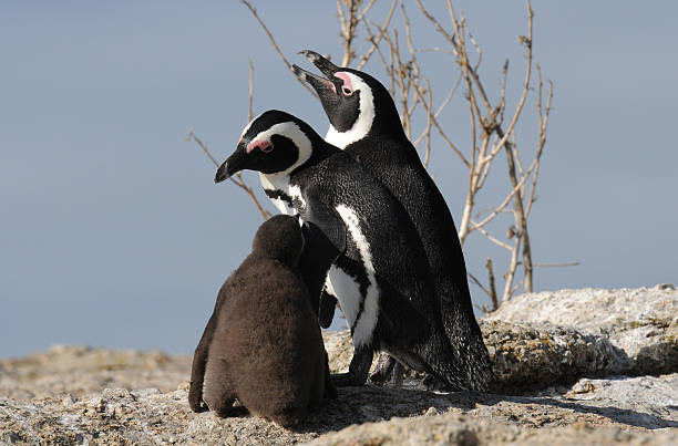 istock Penguin family 117844503