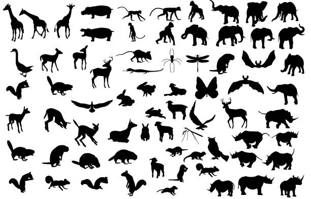 illustrazioni stock, clip art, cartoni animati e icone di tendenza di collezione di grandi dimensioni per la silhouette animale - elefante immagine