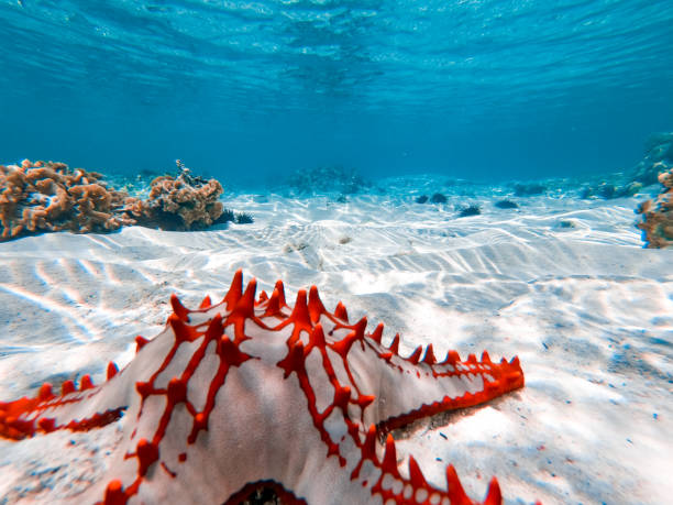 istock Exotic Starfish on Ocean Floor in Indian Ocean 1178445303
