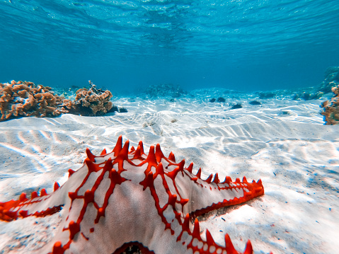 Exotic Starfish on Ocean Floor in Indian Ocean.