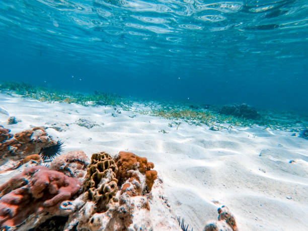 istock Tropical Sea Floor 1178445311