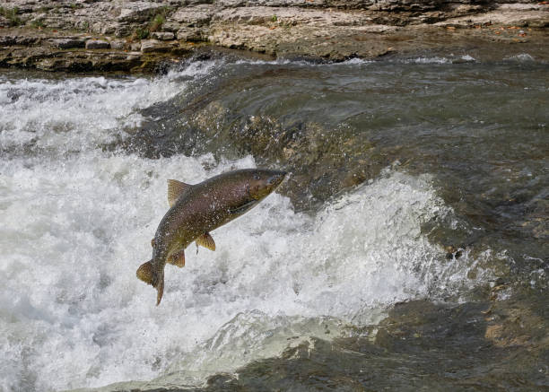 강에서 점프하는 치누크 연어 - chinook salmon 뉴스 사진 이미지