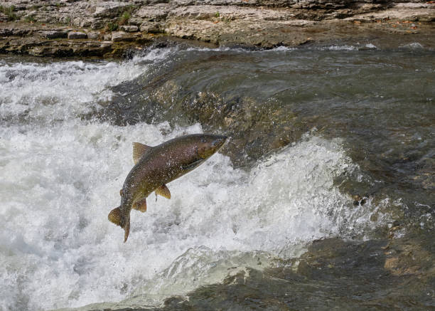 istock Chinook Salmon jumping in river 1178447237