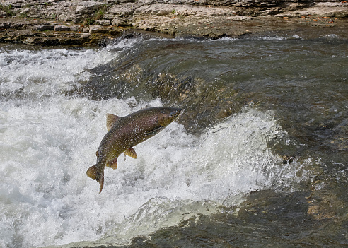 A chinook salmon jumps up a ledge in the Ganaraska River, as it swims upstream in the fall to lay eggs.