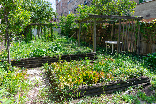 An overgrown fenced in urban home backyard garden with numerous green plants during the summer