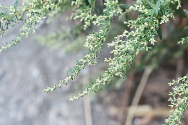 istock Japanese mugwort flowers 1178448164