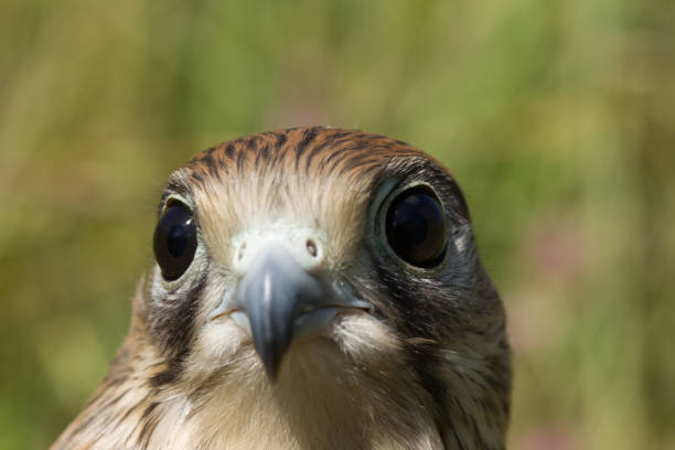 kestrel falcon - eyas imagens e fotografias de stock