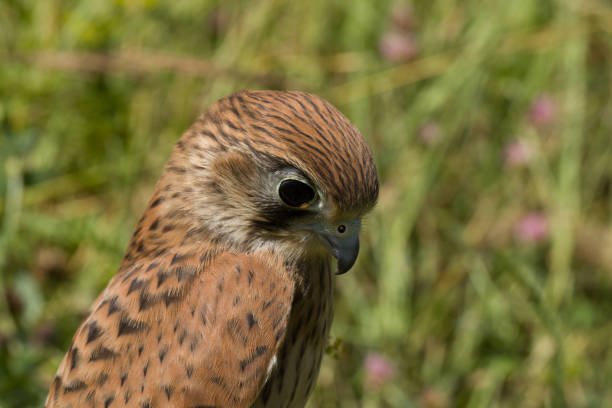 kestrel falcon - eyas imagens e fotografias de stock