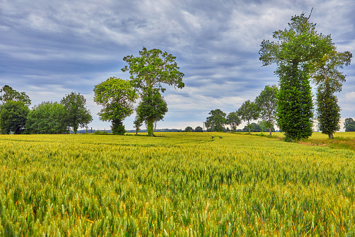 Landscape image of wheat field in Brittany France