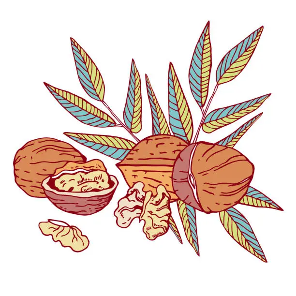Vector illustration of Composition with walnuts and leaves. Hand drawn outline vector sketch illustration
