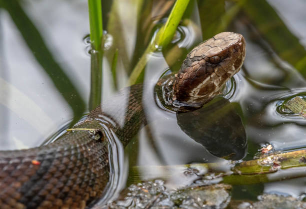 istock Midland water snake in water 1178452762