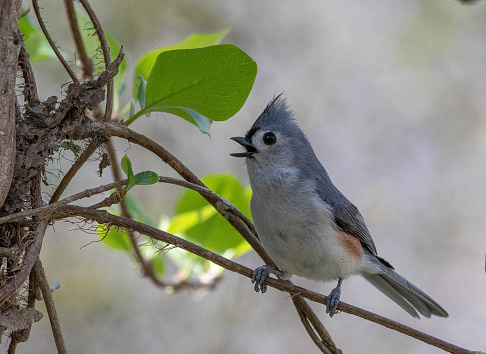 Tufted titmouse bird chirps as it rests on a branch in the forest.