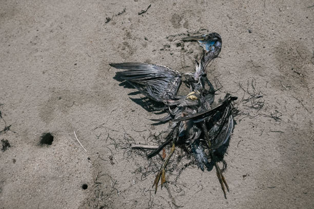 istock dead bird on the shore of the beach 1178453845