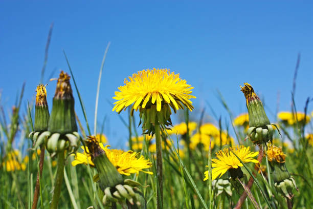 istock Yellow dandelions field close up 1178453930