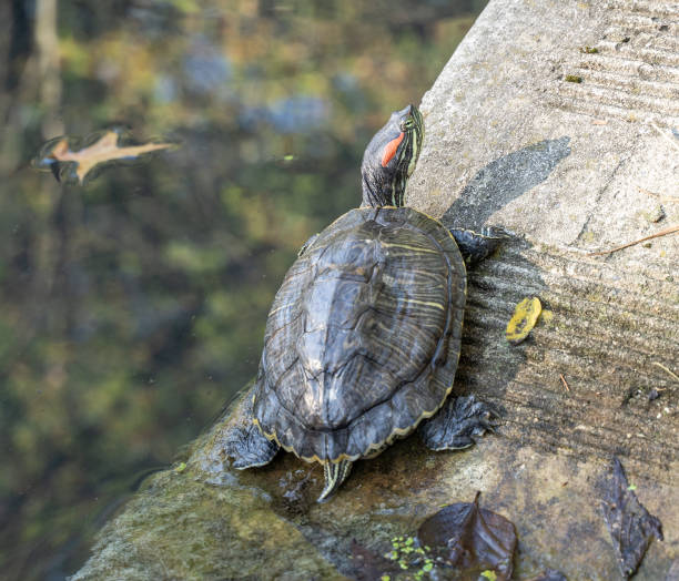 붉은 귀 슬라이더 거북이의 상단보기 - quit lake 뉴스 사진 이미지