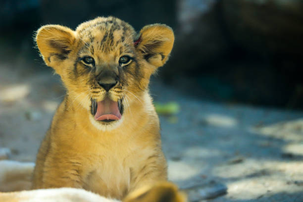 istock Lion Cub at the Denver Zoo 1178458232