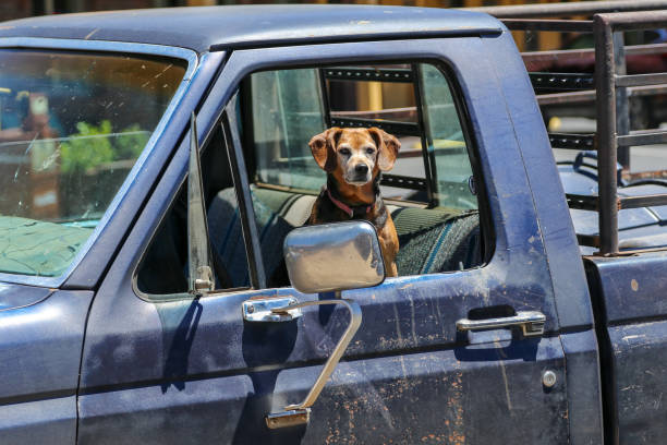 istock Hound dog sitting in an old truck 1178458426
