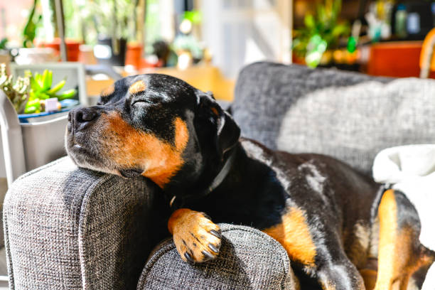 rottweiler dog lounging indoor en couch con cabeza en el reposabrazos - rottweiler fotografías e imágenes de stock