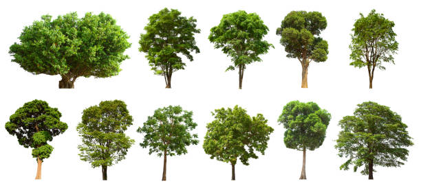 istock isolated tree set is located on a white background. Collection of isolated tree on white background 1178464545