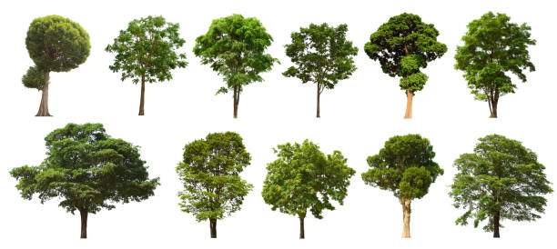 istock isolated tree set is located on a white background. Collection of isolated tree on white background 1178464574