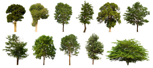 istock isolated tree set is located on a white background. Collection of isolated tree on white background 1178465143