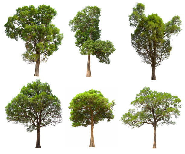 istock isolated tree set is located on a white background. Collection of isolated tree on white background 1178465214