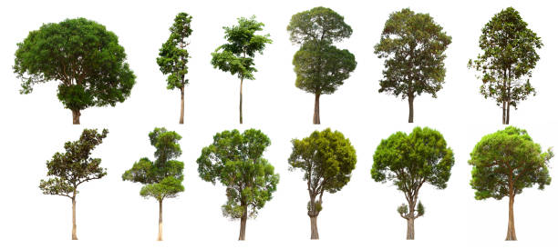 istock isolated tree set is located on a white background. Collection of isolated tree on white background 1178465254