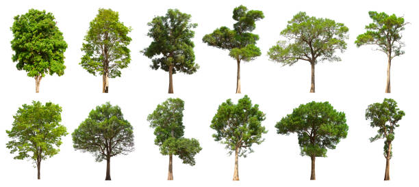 istock isolated tree set is located on a white background. Collection of isolated tree on white background 1178465255