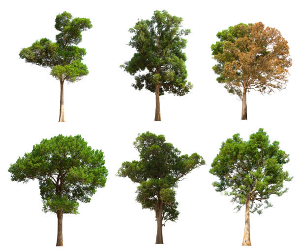 istock isolated tree set is located on a white background. Collection of isolated tree on white background 1178465424