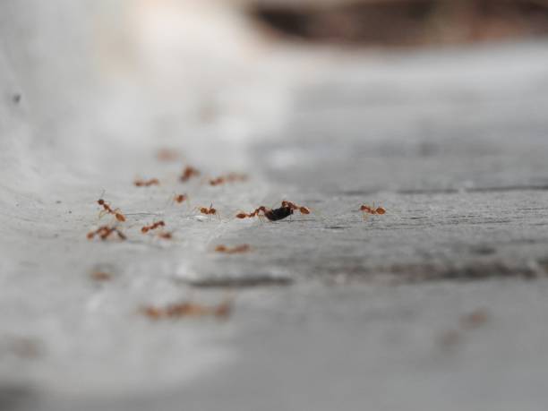istock The nature beautiful insects 1178466290
