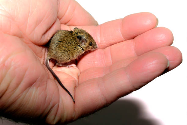 house mouse (Mus musculus) held in a hand on white background house mouse (Mus musculus) held in the palm of a hand on white background mus musculus stock pictures, royalty-free photos & images