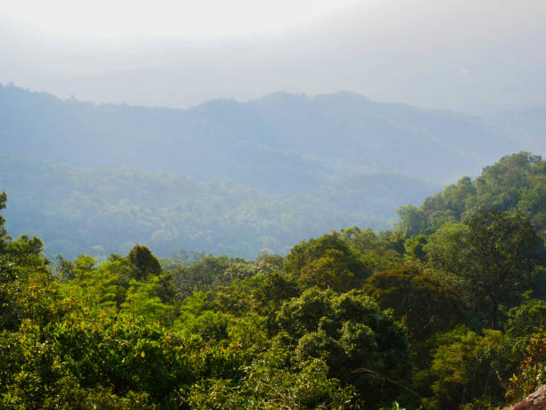 istock trees in rain forest and mountain 1178470089