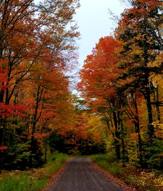 istock Autumn in upper Michigan 1178472555