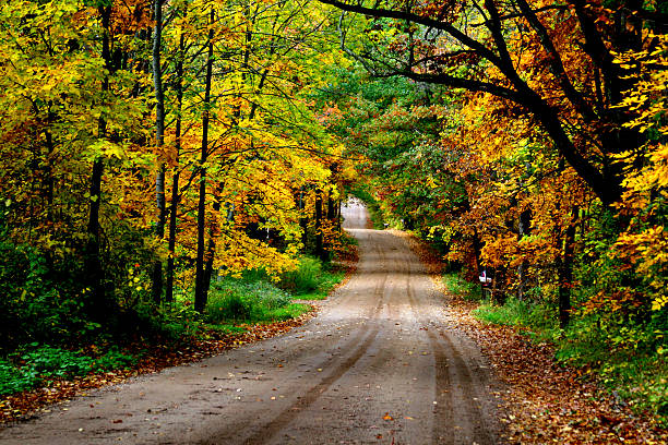 istock Brilliant Autumn Trees along a Dirt Road 117847420