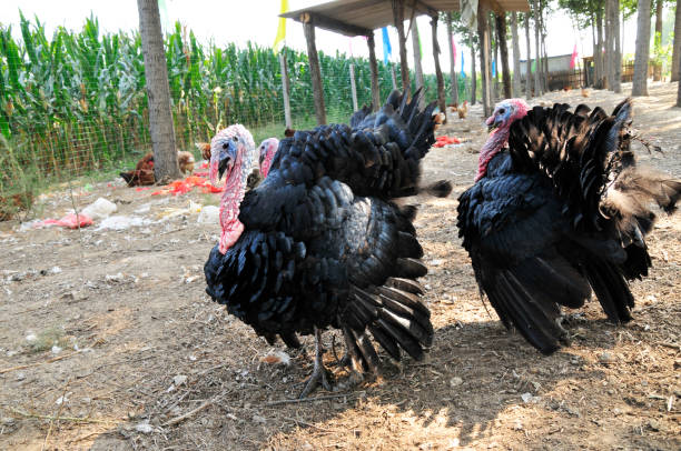 istock male turkey 1178474685