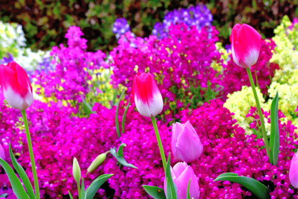 istock Linaria / Toadfax / Baby Snapdragon Flower 1178475304