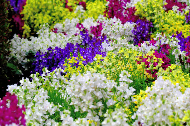 istock Linaria / Toadfax / Baby Snapdragon Flower 1178475307