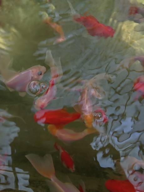 istock A beautiful goldfish chef in a pond 1178475439