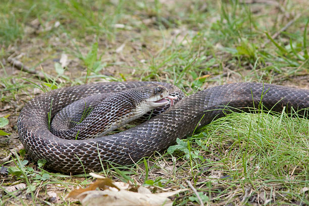 Feeding time stock photo