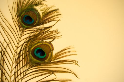 Peacock feathers on beige paper.