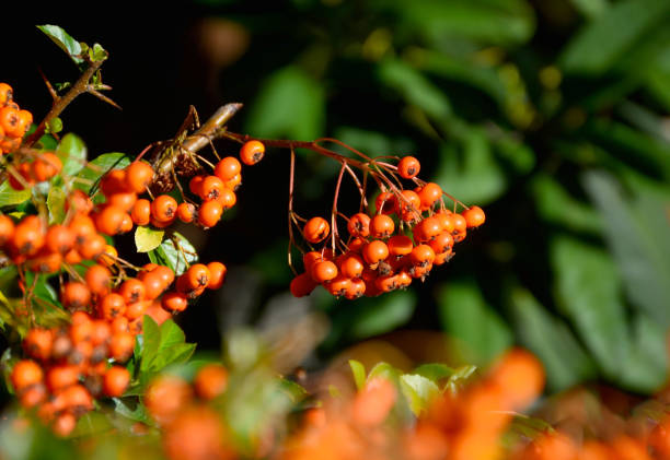istock Bright Orange berries of the Pyracantha Bush 1178476741