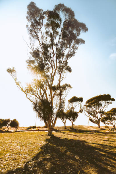 istock Trees in the California Desert. Sunlight Through the Branches 1178476848