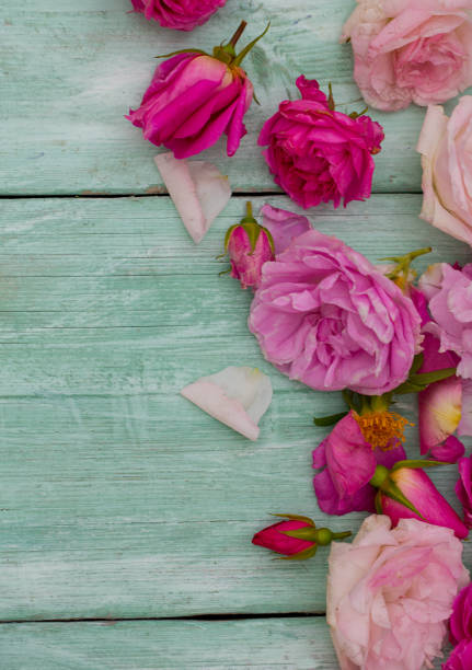 istock beautiful garden roses on turquoise wooden surface 1178478204