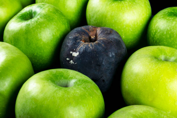 zgniłe jabłko i świeże jabłko. koncepcja korupcji. pojęcie złych ludzi w społeczeństwie. zgniłe jabłko otoczone świeżym. - apple rotting bad apple fruit zdjęcia i obrazy z banku zdjęć