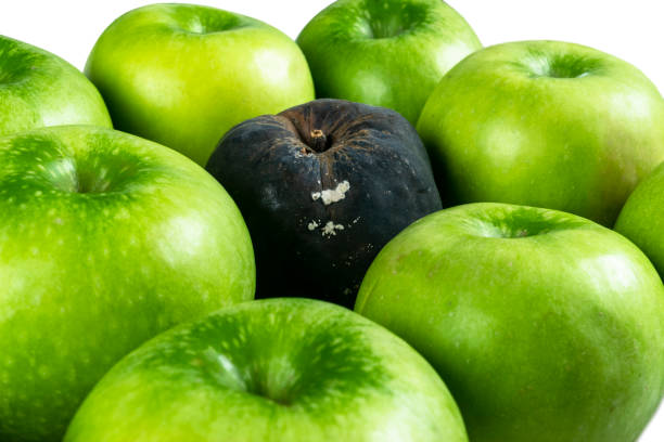 zgniłe jabłko i świeże jabłko. koncepcja korupcji. pojęcie złych ludzi w społeczeństwie. zgniłe jabłko otoczone świeżym. - apple rotting bad apple fruit zdjęcia i obrazy z banku zdjęć