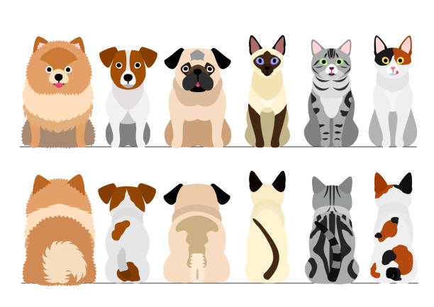 kleine hunde und katzen grenze gesetzt, volle länge, vorne und hinten - dog group of animals variation in a row stock-grafiken, -clipart, -cartoons und -symbole